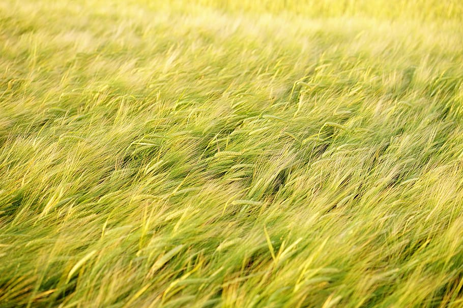grass field, spike, grain, cereals, ripe, agriculture, cornfield HD wallpaper