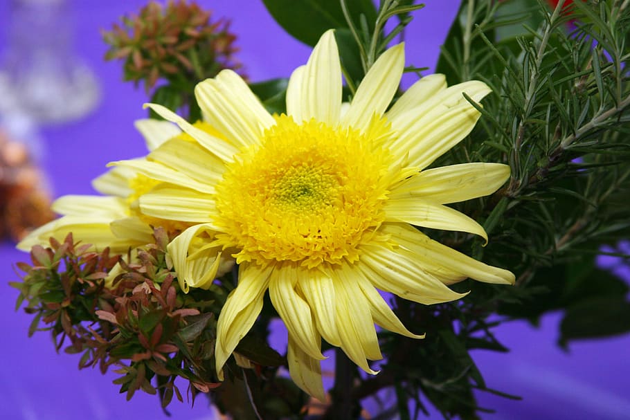 flower, mum, yellow, fall, autumn, colorful, season, floral HD wallpaper