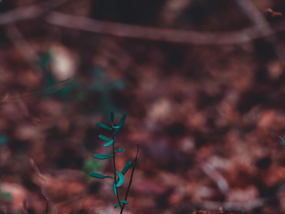macro shot of green plant, green leafed plant, grass, leaves HD wallpaper