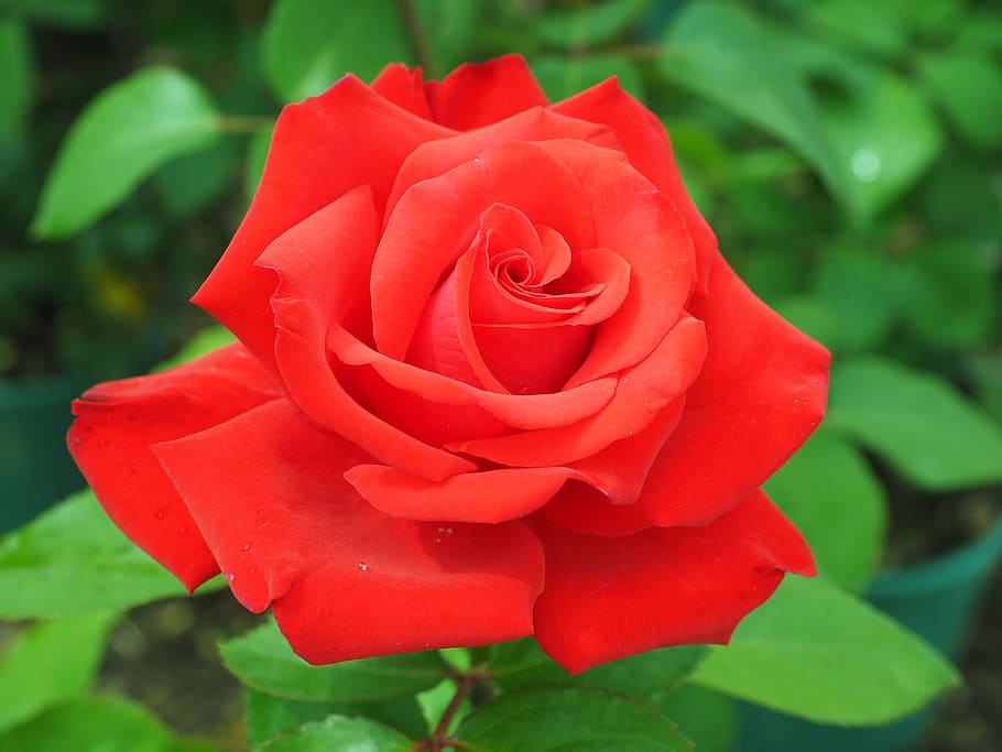 selective focus photography of red rose flower at daytime, blossom HD wallpaper