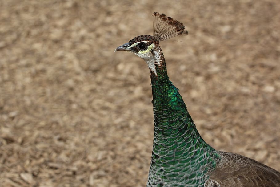 peacock, female, bird, animal themes, animal wildlife, one animal HD wallpaper