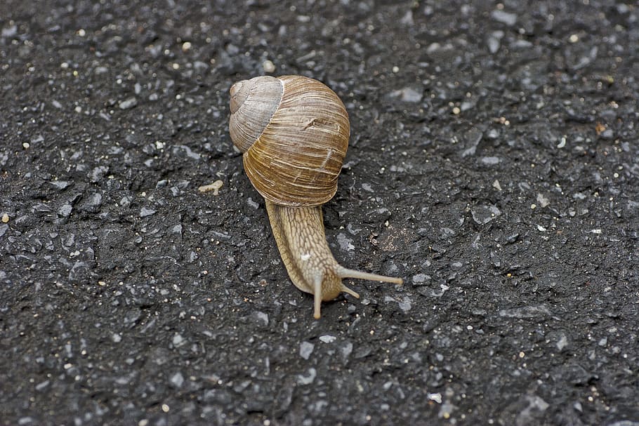 Snail, Animal, Shell, Nature, Mollusk, stone, slimy, animal Shell HD wallpaper