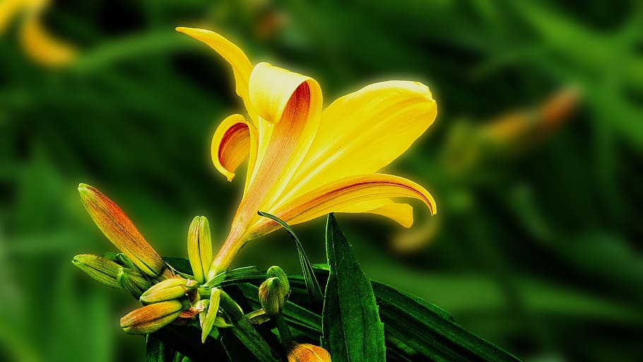 lily, flower, blossom, garden flower, floral, yellow, sunshine, HD wallpaper