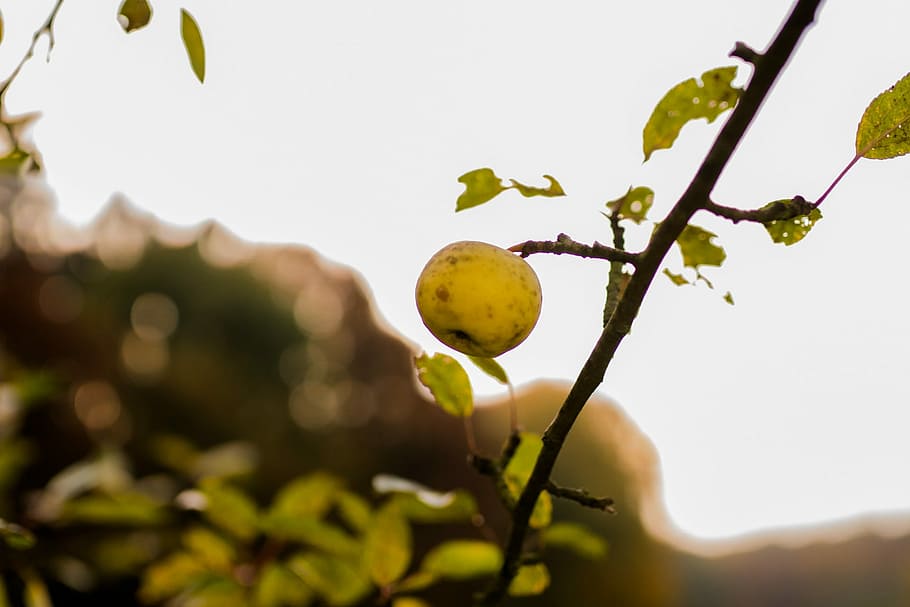 Apple, Close, Trees, leaf, growth, nature, outdoors, plant HD wallpaper