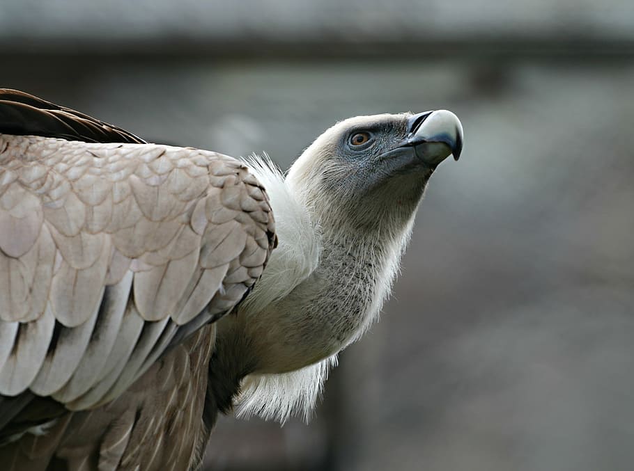 selective focus of brown and white eagle, bird, predator, vulture HD wallpaper