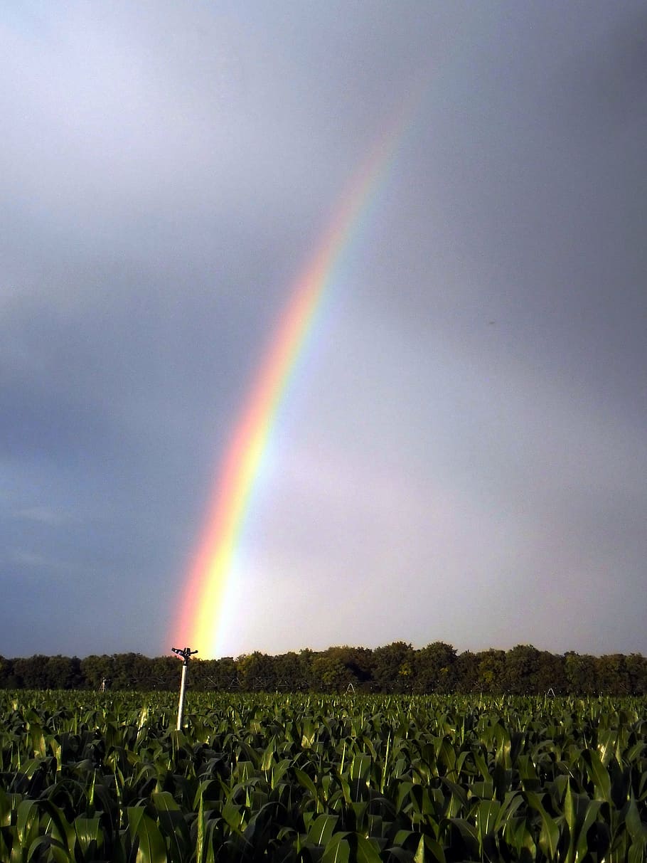 rainbow, colors, storm, nature, alsace, agriculture, sky, field HD wallpaper