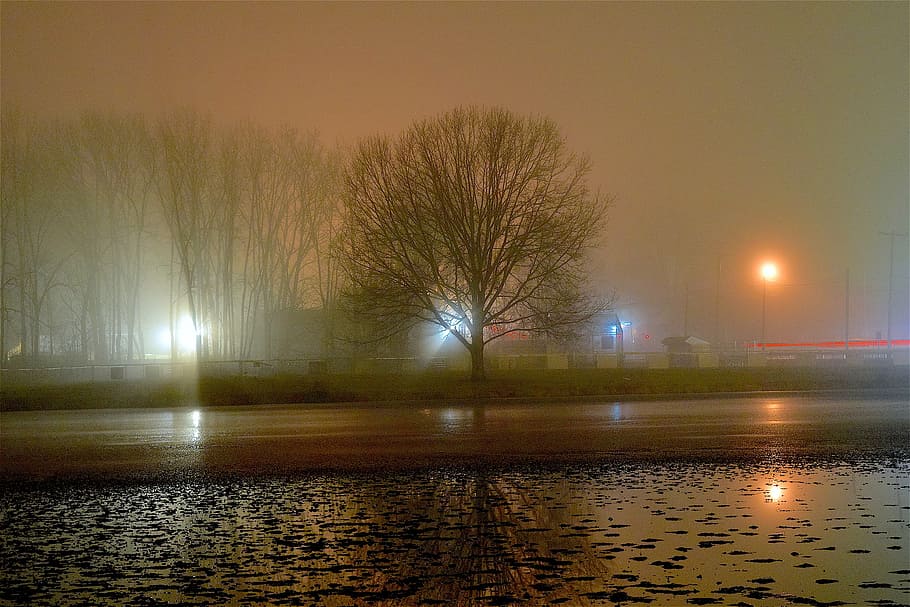 gray tree near the road, fog, night, light, shadow, silhouette
