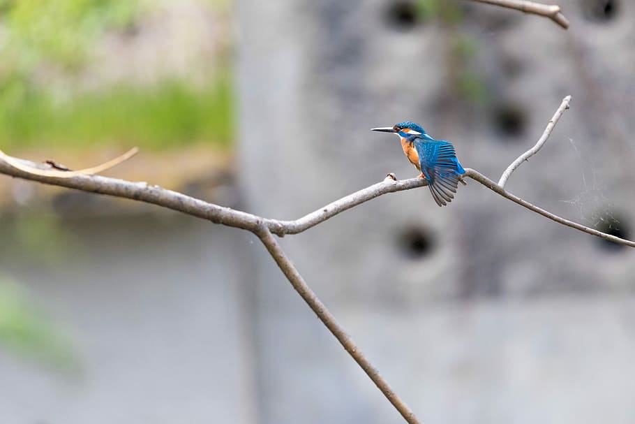 selective focus photography of blue Kingfisher bird perched on tree branch at daytime HD wallpaper