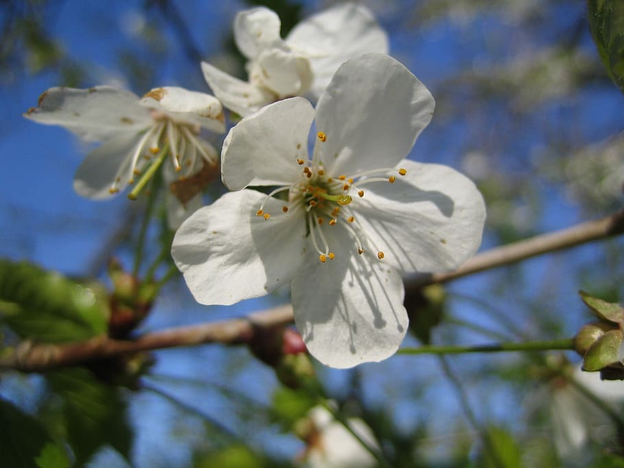 cherry blossoms, bloom, white blossom, spring, tree, plant HD wallpaper