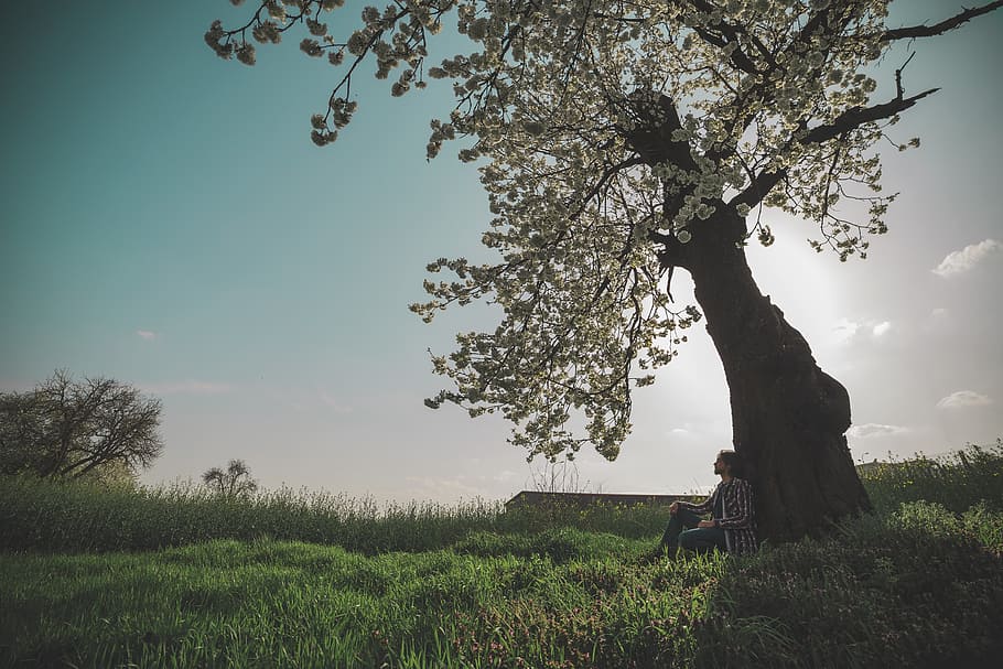 spring, cherry, blossom, nature, floral, season, fresh, springtime HD wallpaper