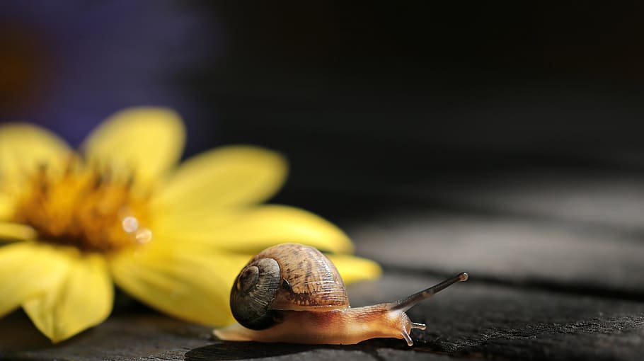 snail on floor, va-jay-jay, flower, blossom, bloom, nature HD wallpaper