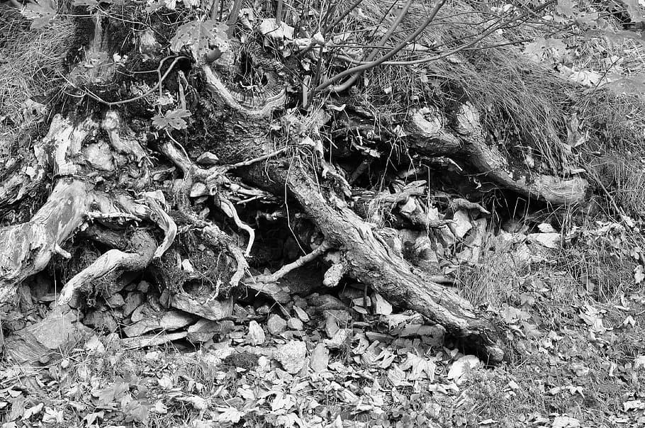 root, stones, leaves, black and white, land, plant, nature HD wallpaper
