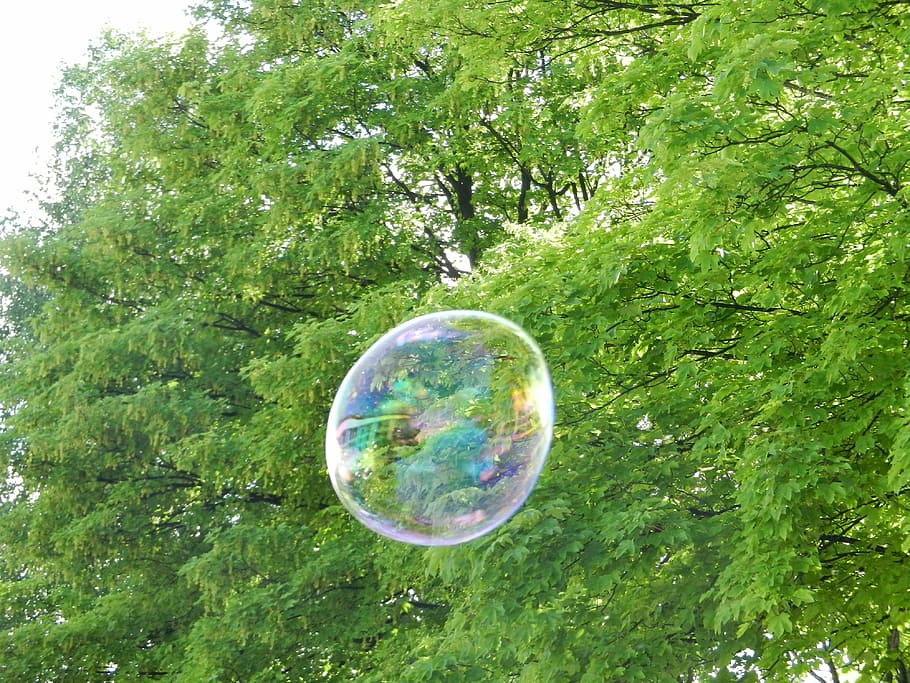 bubble, soap, air, flying, blister, tree, plant, sphere, green color HD wallpaper