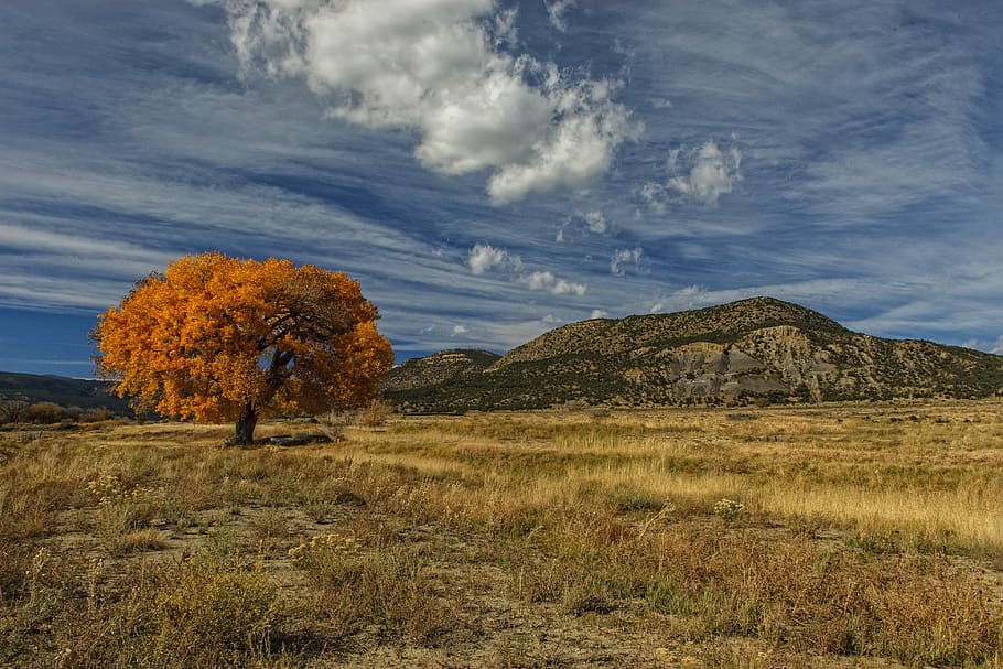 orange tree near mountain under white clouds and blue sky, landscape photography HD wallpaper