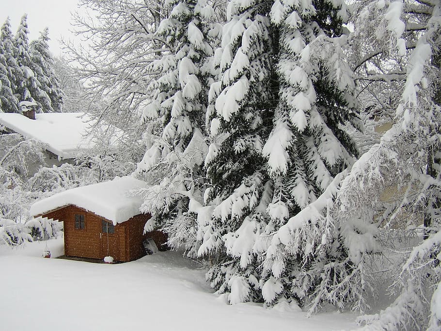 winter, snow, cold, garden, white, hell, winter forest, wintry HD wallpaper