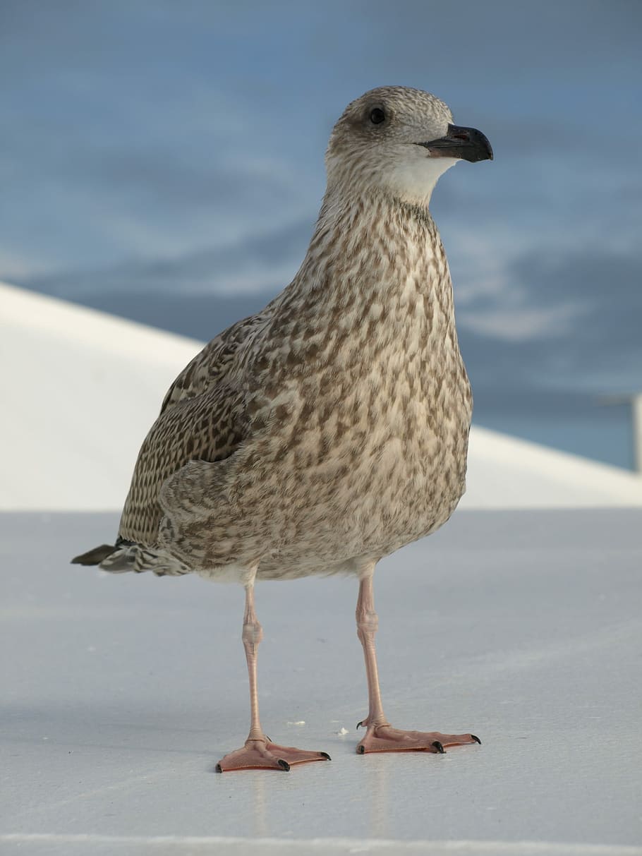 gray seagull on white surface during daytime, bird, brown, legs HD wallpaper