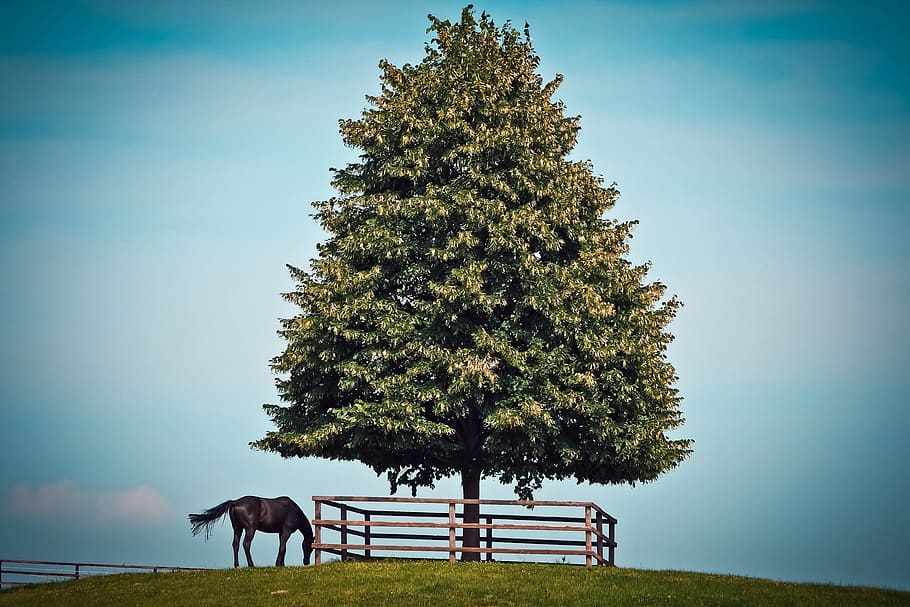 brown horse near green tree foliage, landscape, nature, log, sky, HD wallpaper