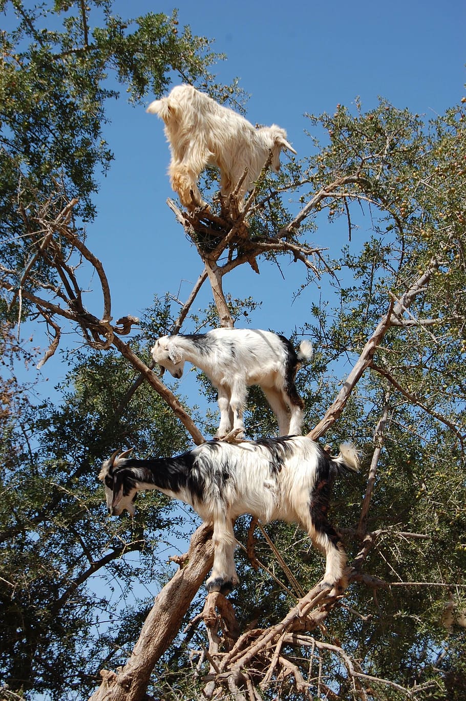 Witnessing tree-climbing goats in Morocco is an unforgettable experience that can ɩeаⱱe anyone amazed