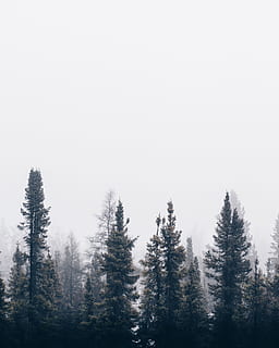 green foggy tree, green pine trees during winter season, misty HD wallpaper