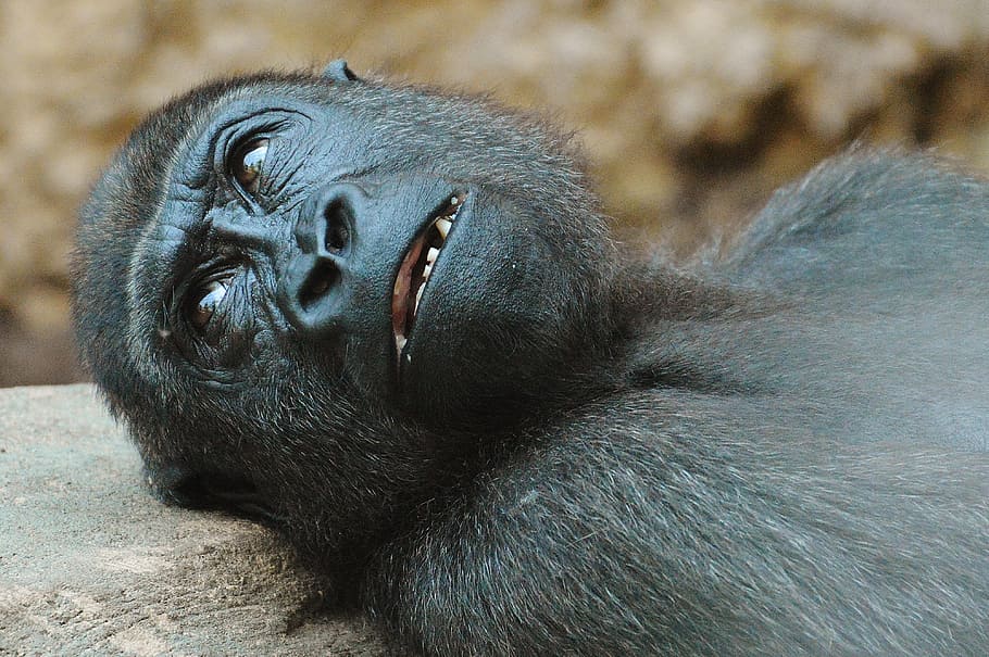 monkey resting on rock, gorilla, zoo, animal, wild animal, tierpark hellabrunn HD wallpaper