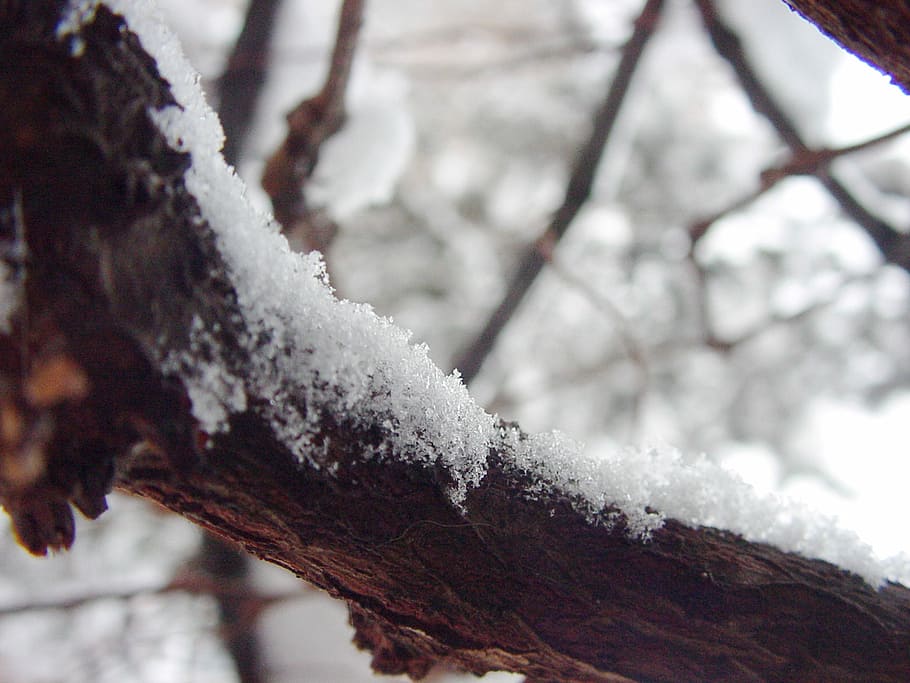 Snow, Branch, Snowflakes, Cold, Frost, winter, branch in the snow HD wallpaper