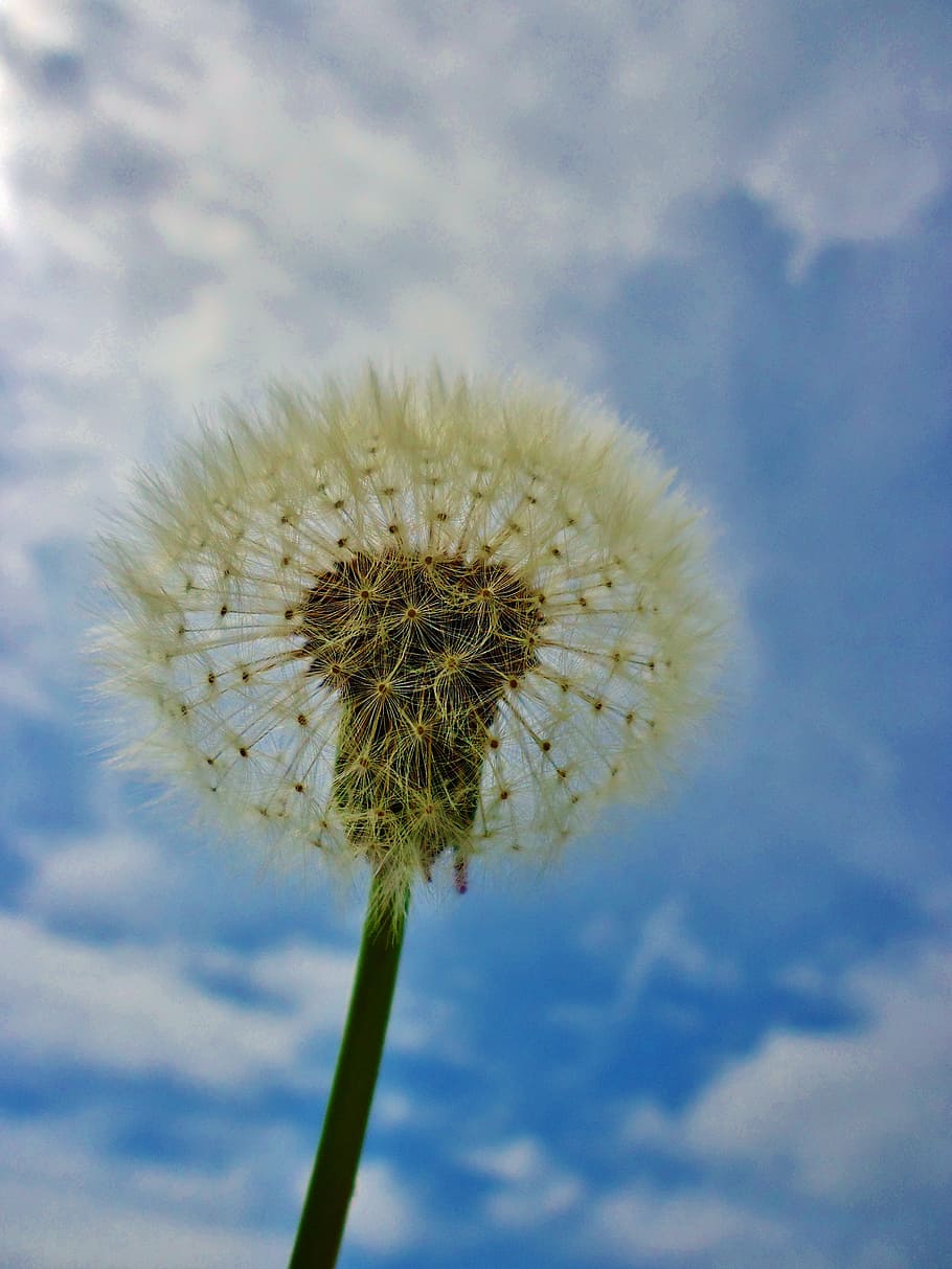dandelion, black, white, flower, mountain, nature, flowering plant HD wallpaper