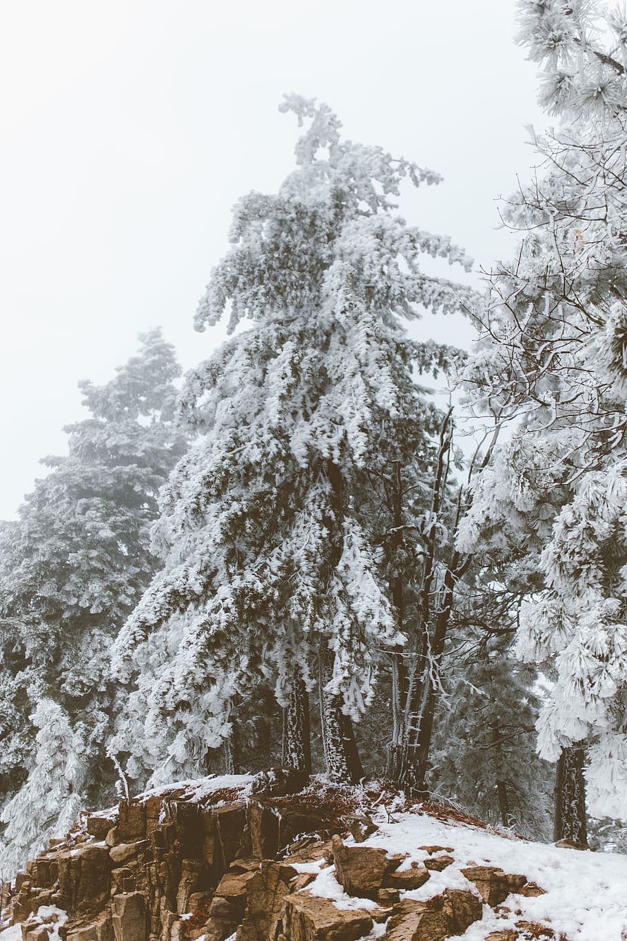 snow, winter, white, cold, weather, ice, trees, plants, nature HD wallpaper