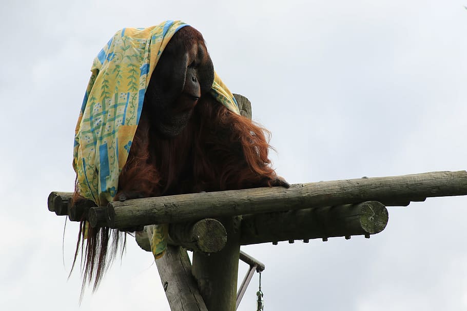 monkey, sitting, cloth, wild, animal, nature, funny, outdoor HD wallpaper