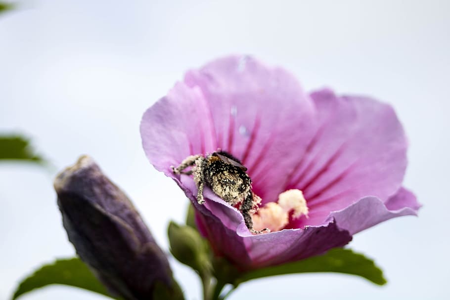 comanche, nature, pollination, azores, são miguel, macro, flower HD wallpaper