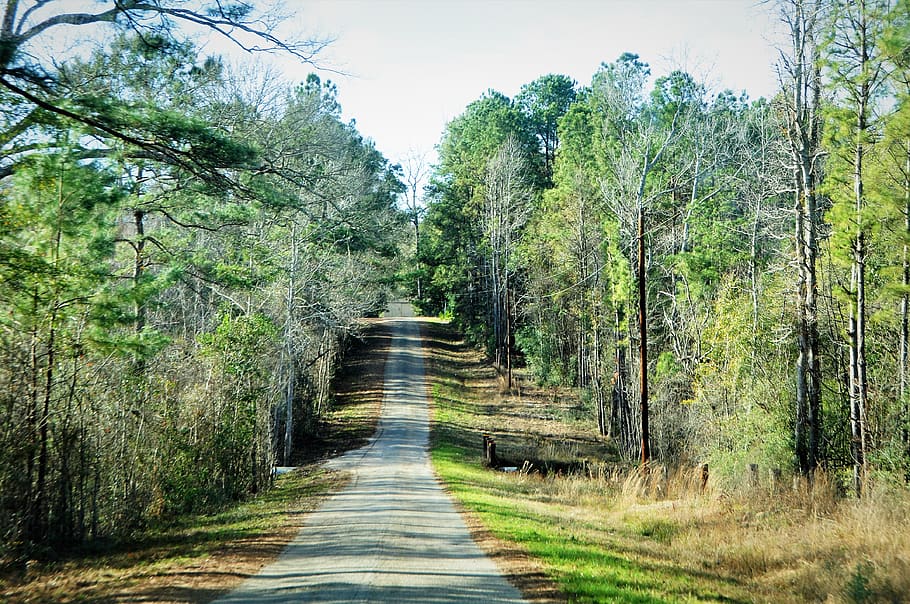 trees, grass, road, plant, direction, the way forward, land HD wallpaper