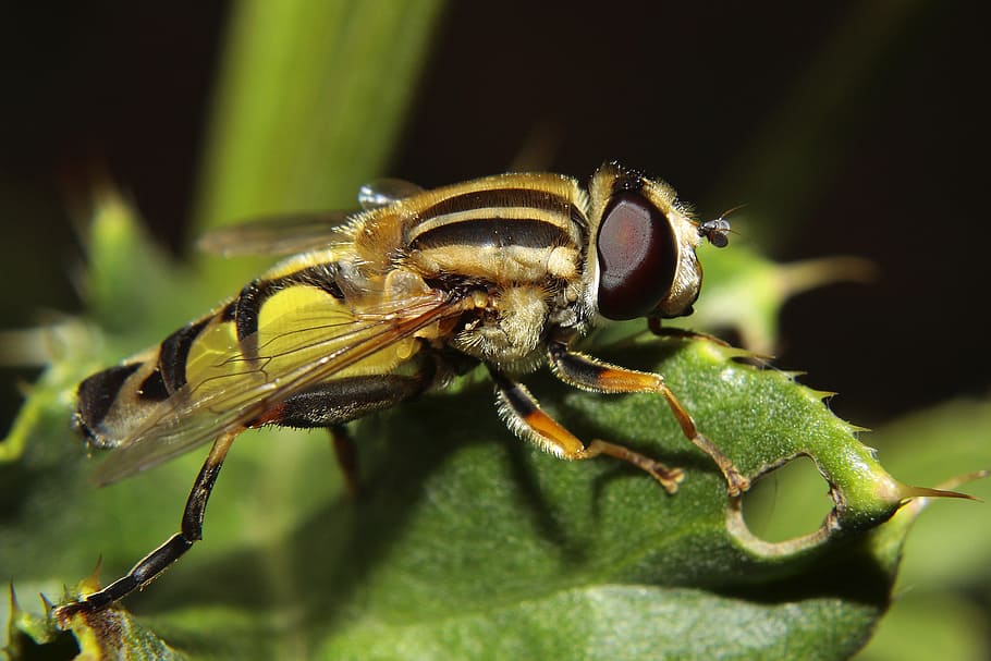 hoverfly, insect, macro, large campestris, nature, common garden campestris HD wallpaper