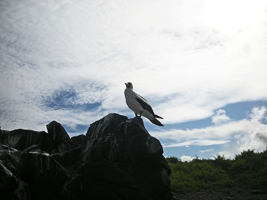 Bird, White, Rock, black, perched, galapagos, island, pacific HD wallpaper