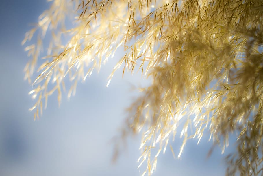 selective focus photography of brown leaf, pampas grass, sky, HD wallpaper