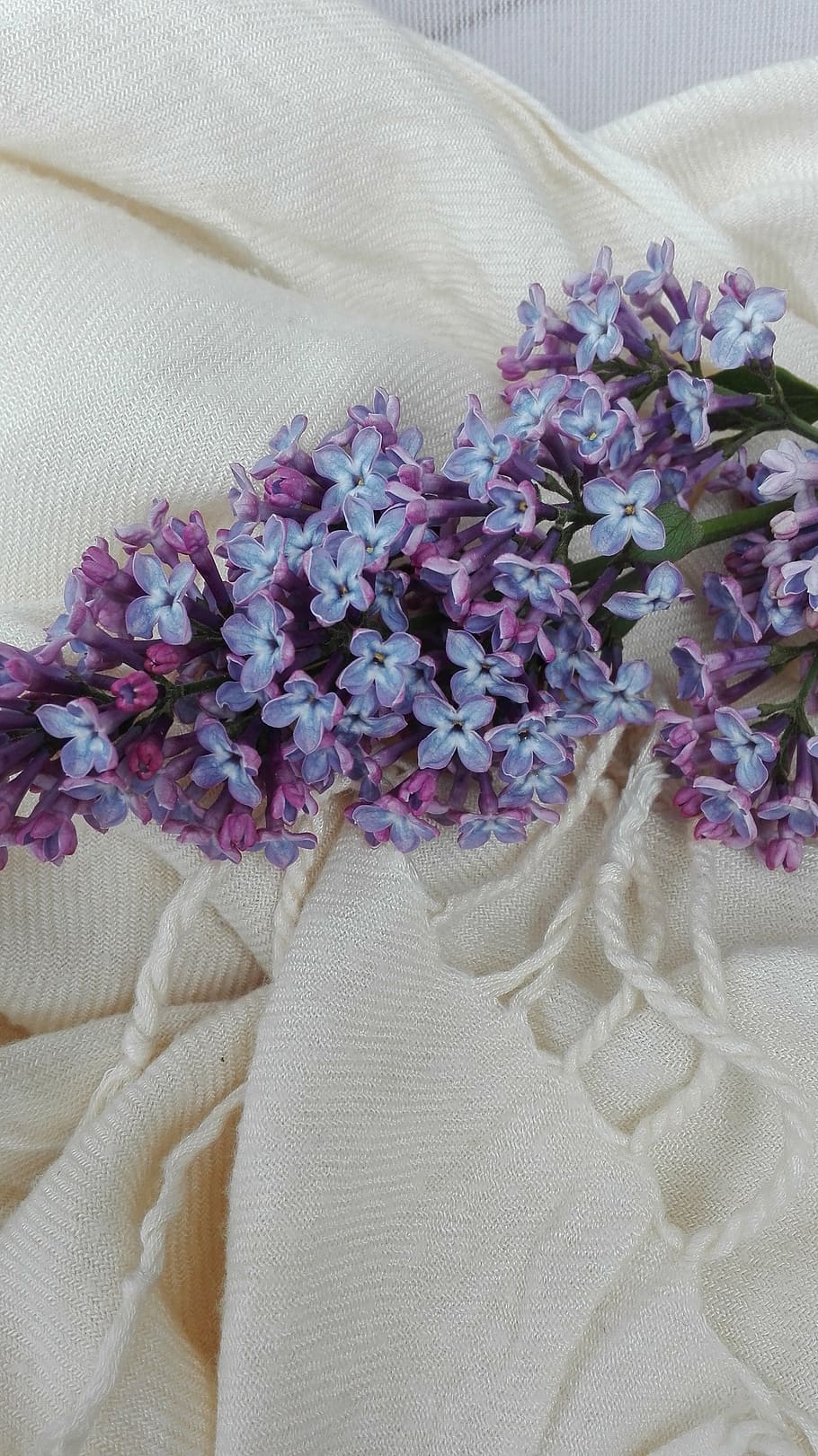 may, lilac, flowers, flowering plant, textile, close-up, freshness HD wallpaper