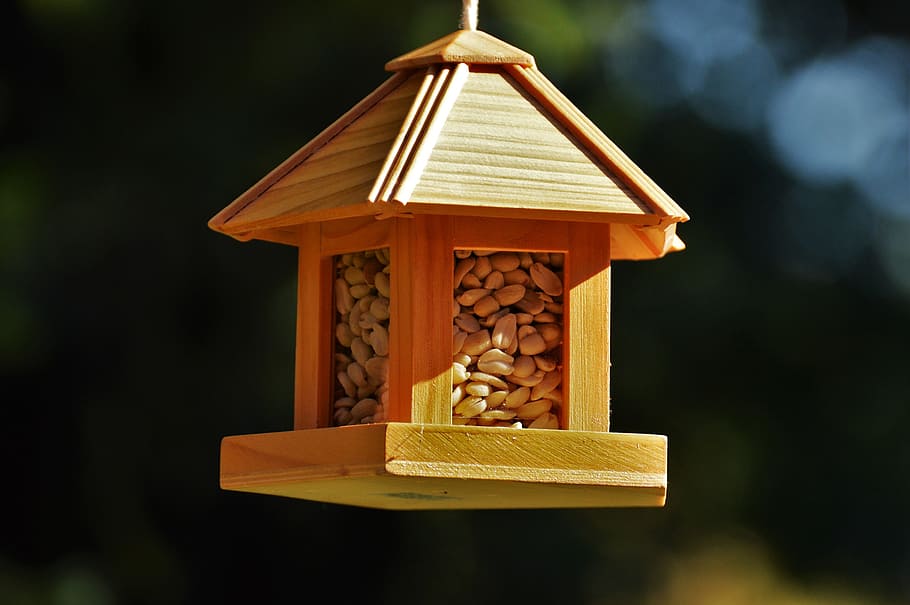 bird, feeding, birds, peanuts, wood, home, depend, food, wood - material HD wallpaper