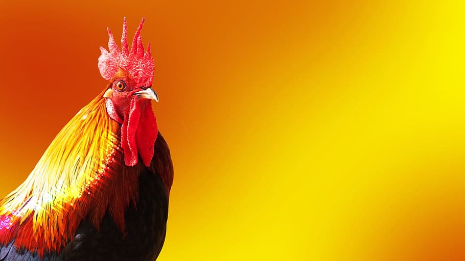 photo of red and yellow rooster, cock, year of the rooster, bird, HD wallpaper