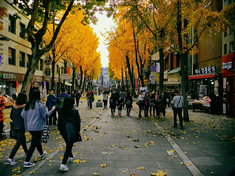people walking on sidewalk under orange leafed trees, autumn, HD wallpaper