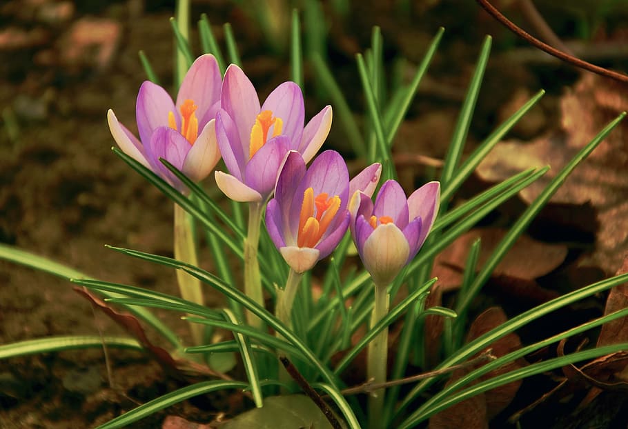 four purple flowers, crocus, spring, spring flower, bloom, harbinger of spring HD wallpaper