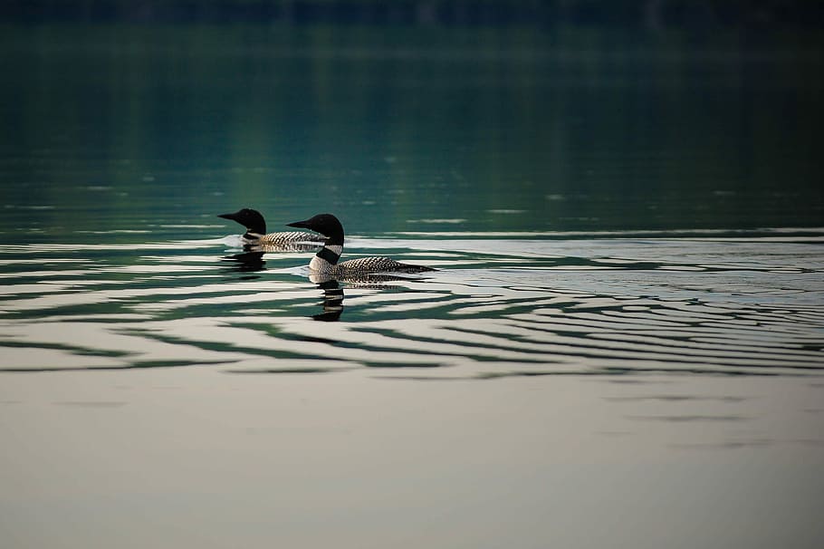 two white-and-beige Canada geese swimming on water, two ducks floating on water HD wallpaper