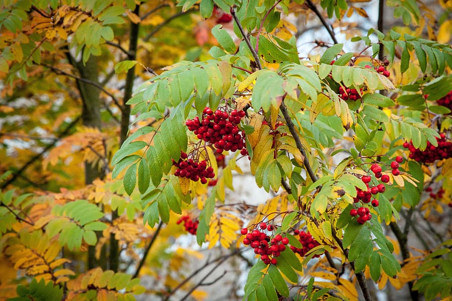 rowanberry, fall, autumn, berries, season, colored, fruit, leaves, HD wallpaper