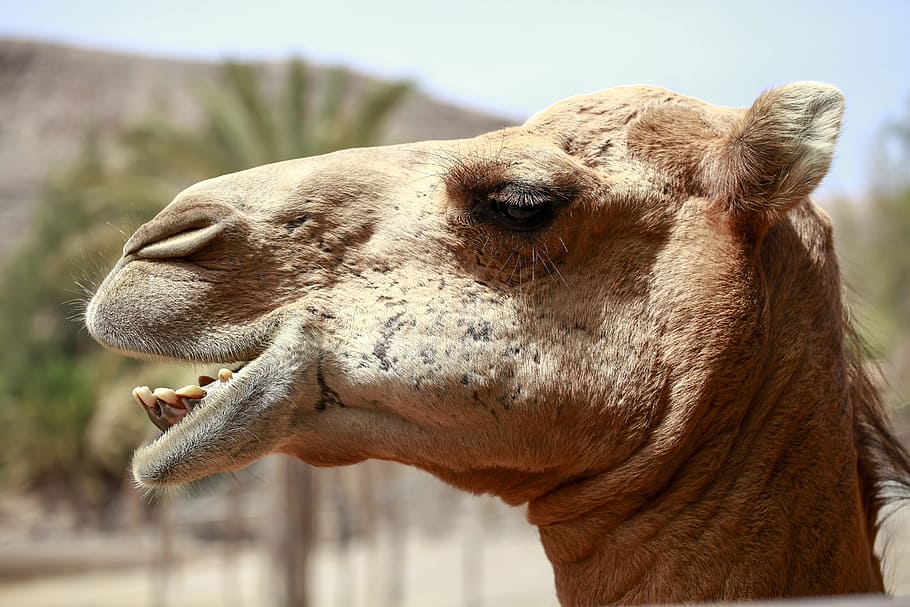 camel, africa, desert ship, sand, camel riders, caravan, travel, HD wallpaper