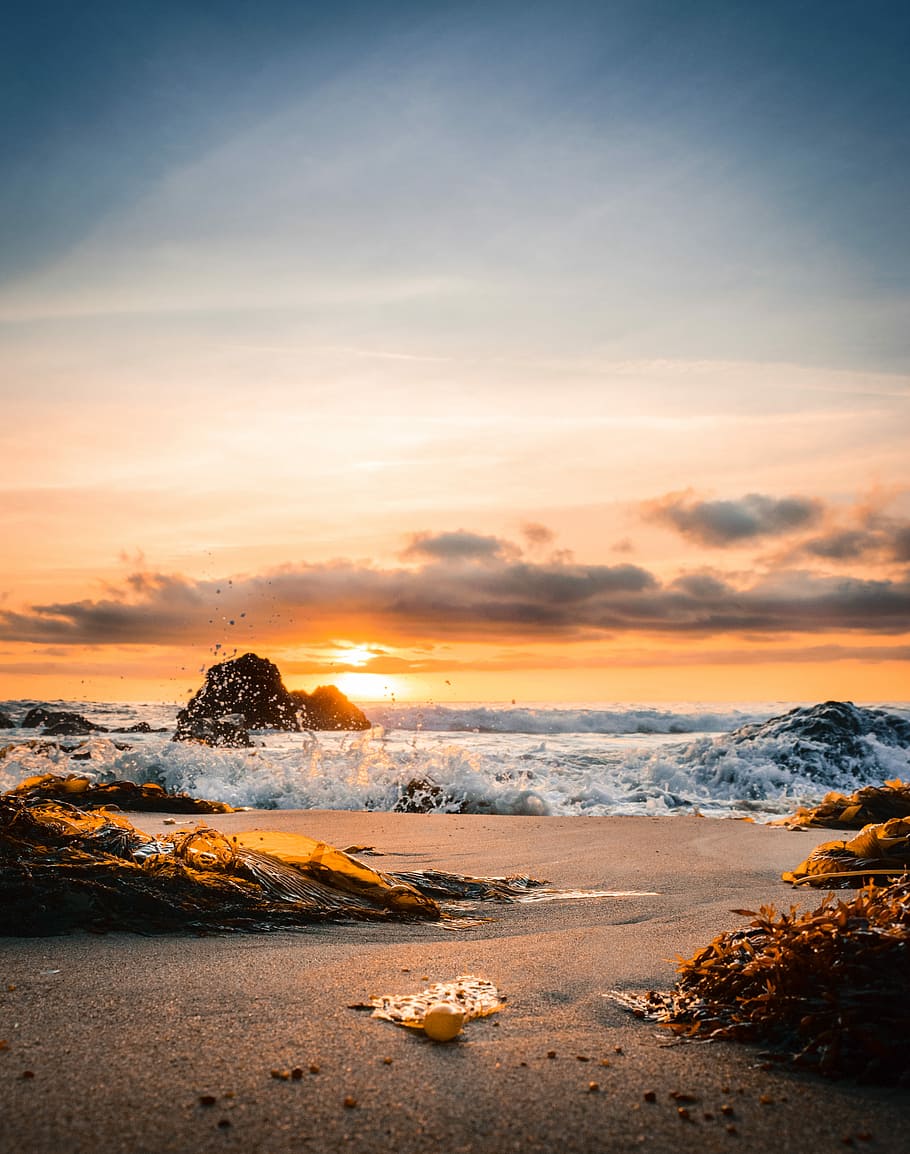 ocean smashed to sand during golden hour, body of water, seaweed HD wallpaper