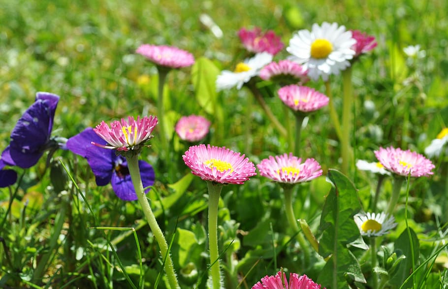 daisy, pink daisy, spring, blossom, bloom, nature, meadow, multiannual daisy HD wallpaper