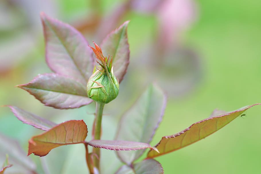 selective focus photography of green leafed plant, flower, button HD wallpaper