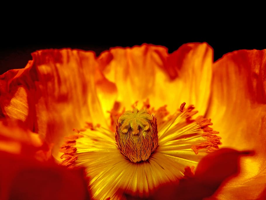 blossom, bloom, nature, orange, poppy, art, colorful, exhibition HD wallpaper