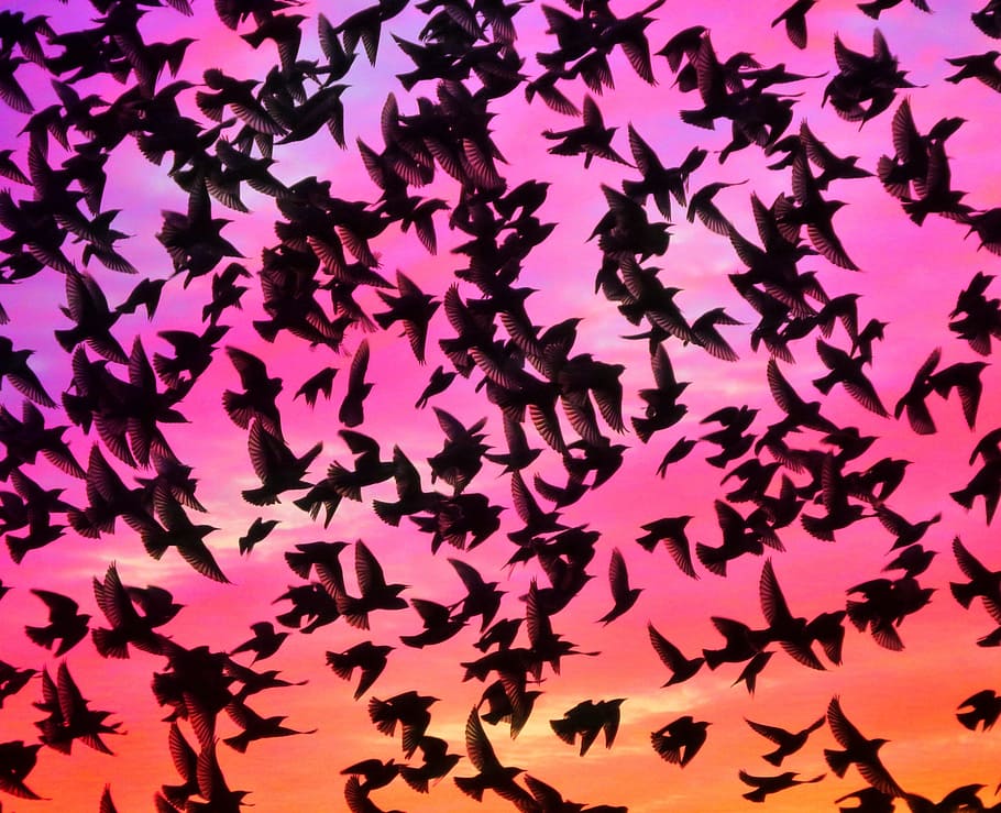 flight of birds, wings, mumuration, brighton, love, peace, sea HD wallpaper