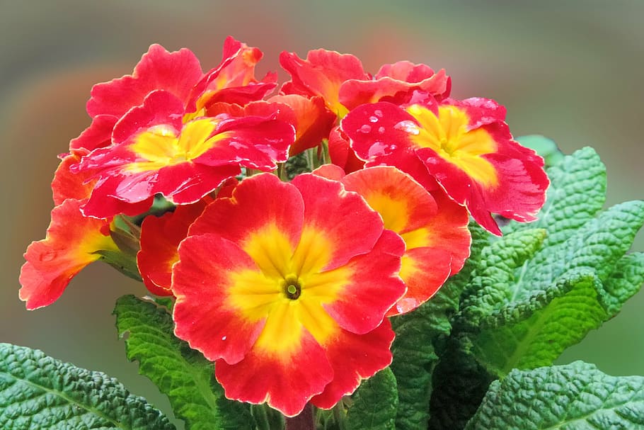 macro photography of red and yellow flowers, blossom, bloom HD wallpaper