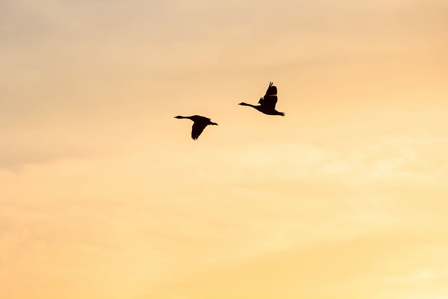 two flying birds, two flying birds during sunset, geese, canada geese