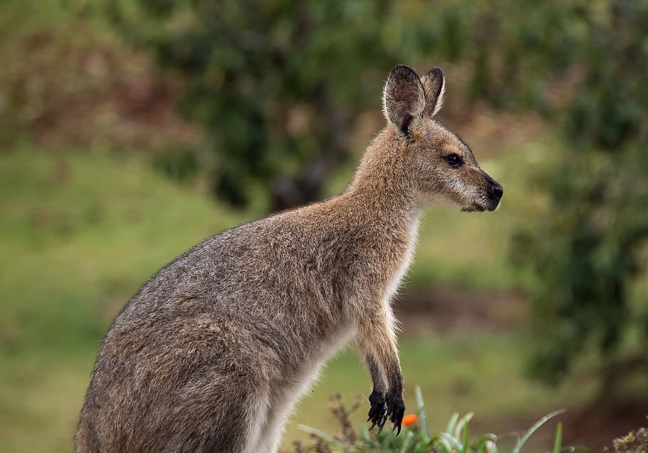 gray kangaroo in closeup photography, wallaby, rednecked wallaby