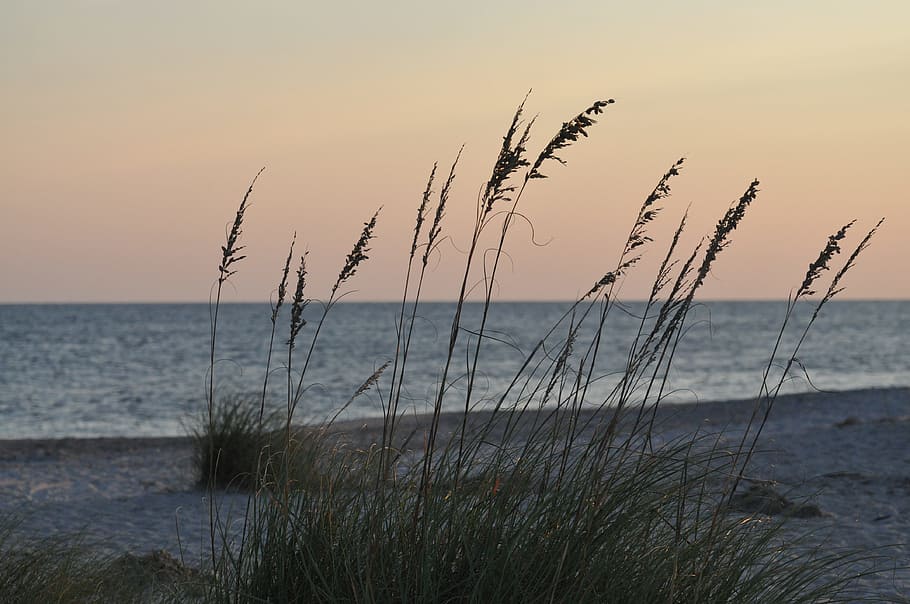 Beach, Grass, Sand, Shore, Ocean, seascape, dune, sunset, nature HD wallpaper